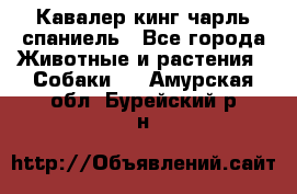 Кавалер кинг чарль спаниель - Все города Животные и растения » Собаки   . Амурская обл.,Бурейский р-н